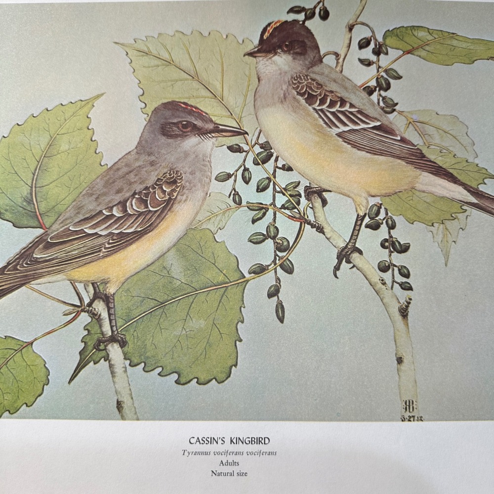1968 Rex Brasher Cassins KingBird Vintage Original Book Plate Wall Art Decor